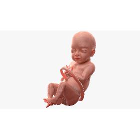 Baby Boy at 28 Weeks 3D